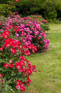 Gül bahçesinde açan güzel pembe güller.