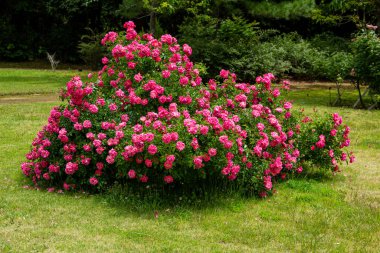 Beautiful pink roses blooming in the rose garden. clipart