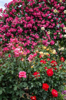 Gül bahçesinde açan güzel pembe güller.