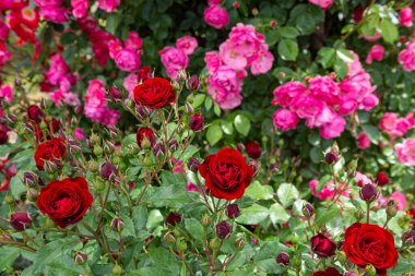 Gül bahçesinde açan güzel kırmızı ve pembe gül çiçekleri.