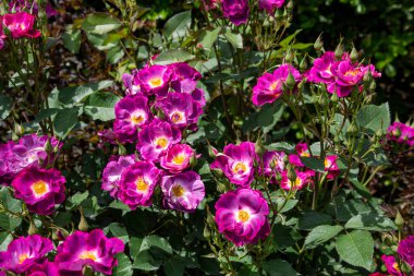 Gül bahçesinde açan güzel pembe güller.