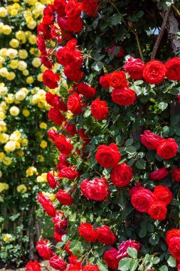 Gül bahçesinde açan güzel kırmızı güller.