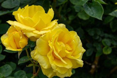 Gül bahçesinde açan güzel sarı güller.