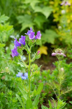 Bahçedeki güzel kır çiçeklerini kapat..
