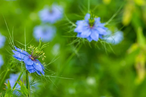 stock image Beautiful nigella flowers in the garden.