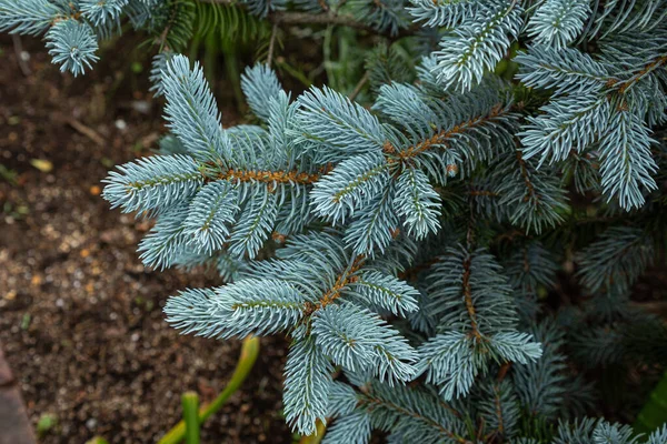 Vacker Gran Picea Pungens Våren — Stockfoto