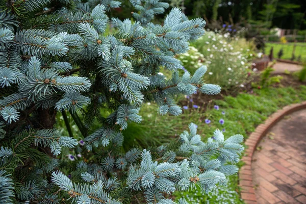 Indah Cemara Picea Pungens Musim Semi — Stok Foto