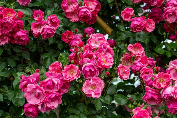 Angela Róże Pięknym Kubku Kwitnący Ogród Różany — Zdjęcie stockowe