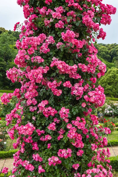 Angela Rosen Einem Schönen Tasse Blühenden Rosengarten — Stockfoto