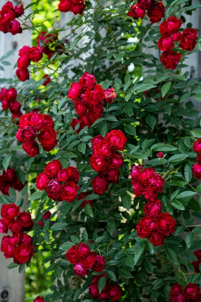 Vackra Röda Kupade Ros Blommor Blommar Ros Trädgård — Stockfoto