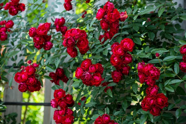Piękne Czerwone Kubki Kwiaty Róży Kwitnące Ogrodzie Różanym — Zdjęcie stockowe