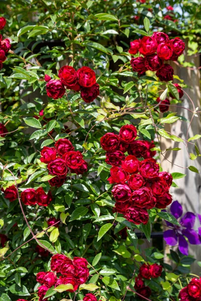 Mooie Rode Cupped Rose Bloemen Bloeien Een Roos Tuin — Stockfoto