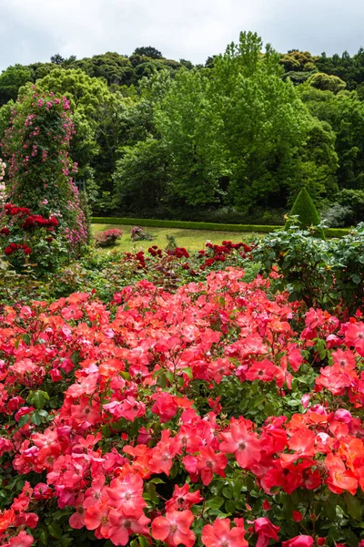 stock image Beautiful orange roses blooming in the rose garden.