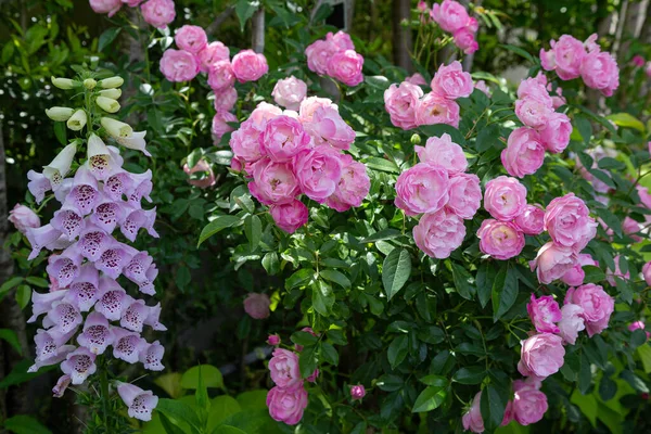 Beautiful pink roses and digitalis flowers blooming in rose garden.