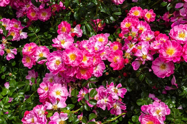 Beautiful pink roses blooming in the rose garden.