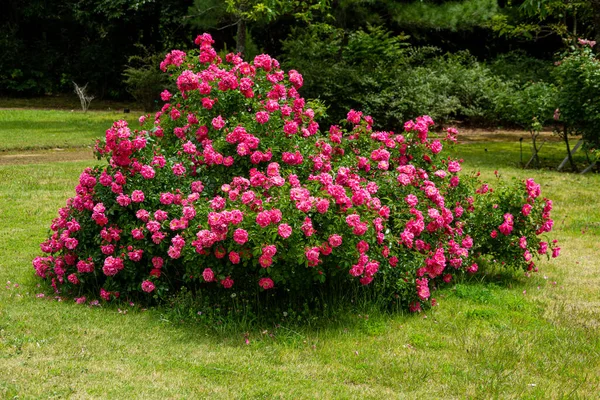 Piękne Różowe Róże Kwitnące Ogrodzie Różanym — Zdjęcie stockowe
