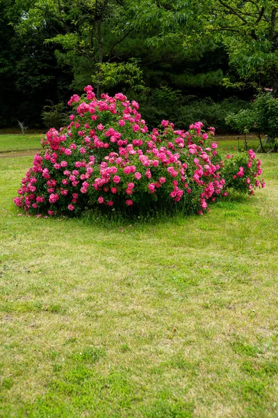 stock image Beautiful pink roses blooming in the rose garden.