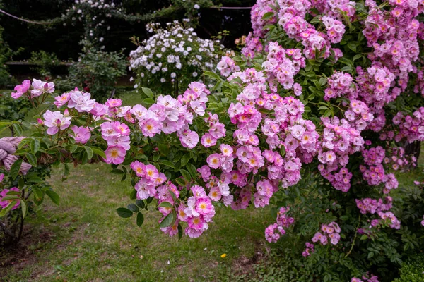 pink landscaping roses in rose garden.