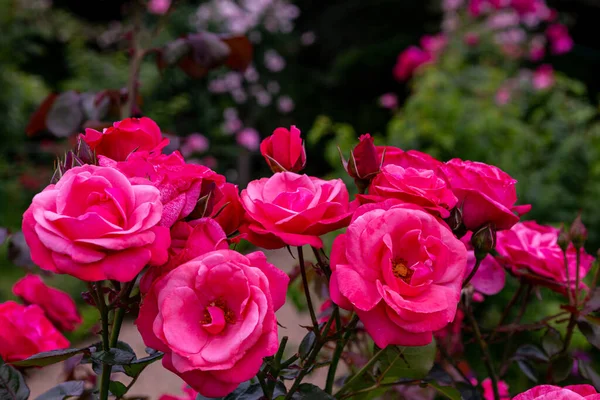 Vackra Rosa Rosor Blommar Rosenträdgården — Stockfoto