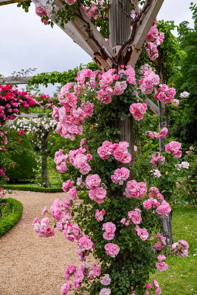 Mooie Roze Rozen Bloeien Rozentuin — Stockfoto