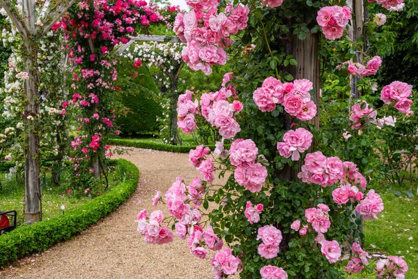 美丽的粉红色玫瑰在玫瑰花园里盛开 — 图库照片