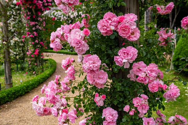 Gyönyörű Rózsaszín Rózsa Virágzik Rózsakertben — Stock Fotó
