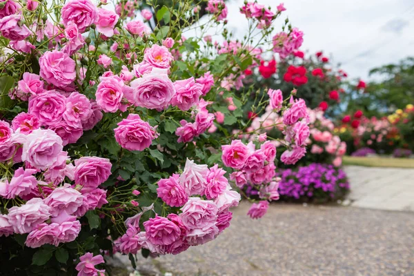 Mooie Roze Rozen Bloeien Rozentuin — Stockfoto
