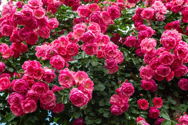 Vackra Rosa Rosor Blommar Rosenträdgården — Stockfoto
