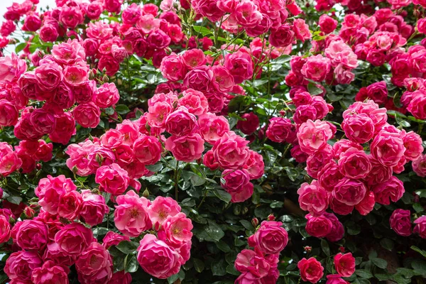 Прекрасные Розовые Розы Цветут Розовом Саду — стоковое фото