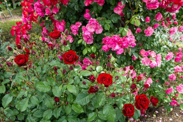 Piękne Czerwone Różowe Kwiaty Róży Kwitnące Ogrodzie Różanym — Zdjęcie stockowe