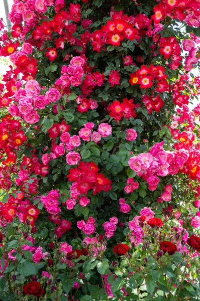 Beautiful red and pink rose flowers blooming in rose garden.