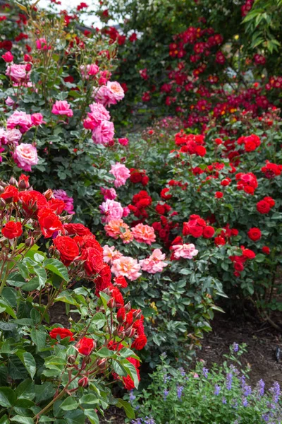 Gül Bahçesinde Açan Güzel Kırmızı Pembe Gül Çiçekleri — Stok fotoğraf