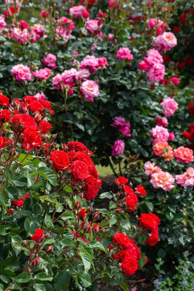 Mooie Rode Roze Roos Bloemen Bloeien Rozentuin — Stockfoto