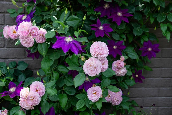 Beautiful pink roses and clematis flowers blooming in the rose garden.