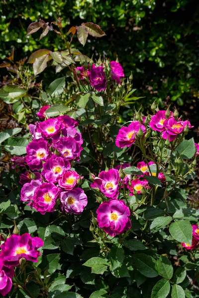 Piękne Różowe Róże Kwitnące Ogrodzie Różanym — Zdjęcie stockowe