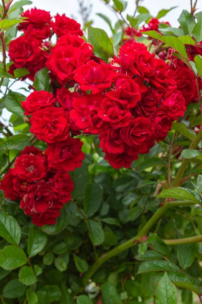 Mooie Rode Rozen Bloeien Rozentuin — Stockfoto