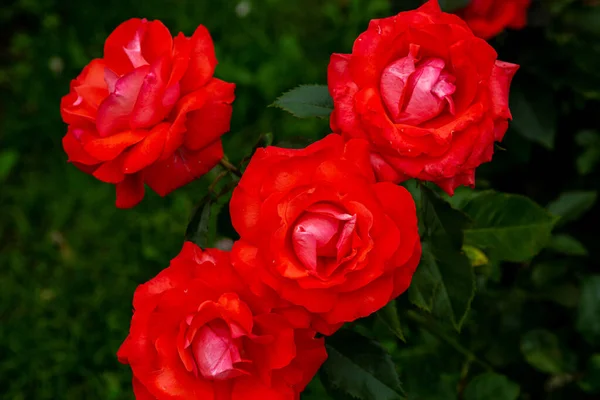 Όμορφα Κόκκινα Τριαντάφυλλα Ανθίζουν Στον Κήπο Τριαντάφυλλα — Φωτογραφία Αρχείου