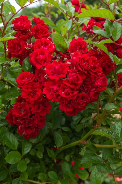 Beautiful Red Roses Blooming Rose Garden — Stock Photo, Image