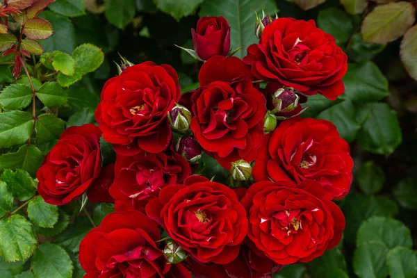 Прекрасные Красные Розы Цветущие Розовом Саду — стоковое фото