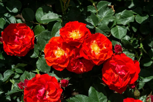Beautiful Red Roses Blooming Rose Garden — Stock Photo, Image