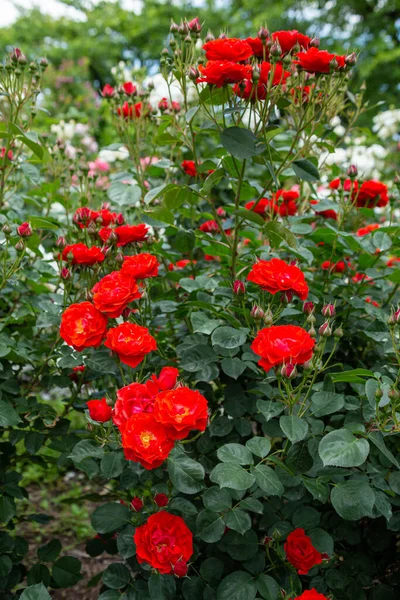 Gyönyörű Vörös Rózsák Nyílnak Rózsakertben — Stock Fotó