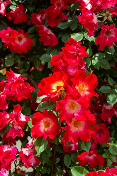Krásné Červené Růže Kvetoucí Růžové Zahradě — Stock fotografie