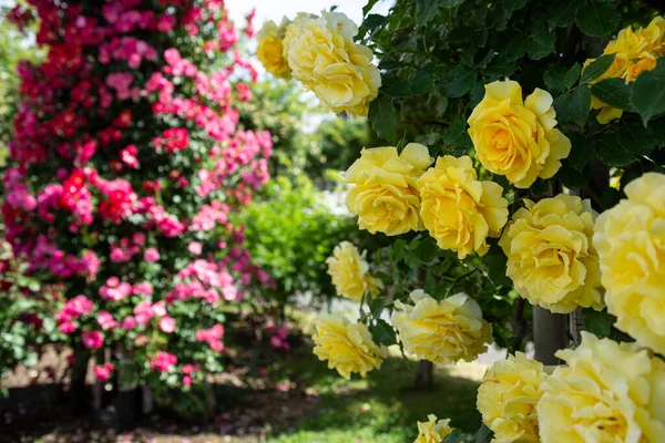 美丽的黄色玫瑰在玫瑰花园里绽放 — 图库照片