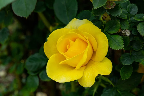 Beautiful Yellow Roses Blooming Rose Garden — Stock Photo, Image