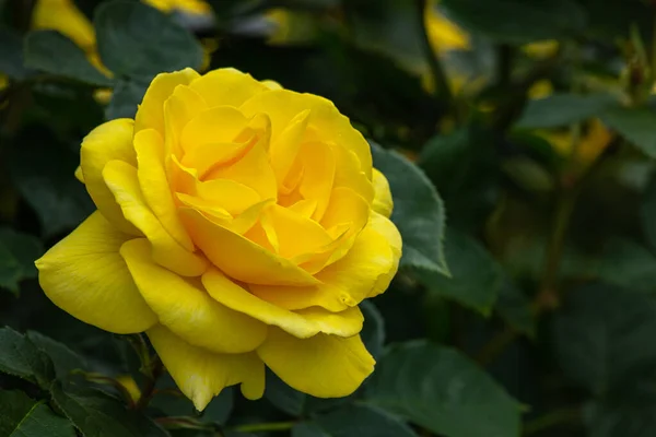 Beautiful Yellow Roses Blooming Rose Garden — Stock Photo, Image
