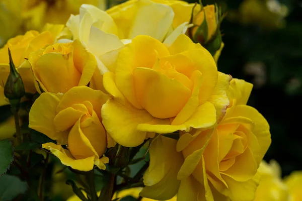Belles Roses Jaunes Fleurissent Dans Roseraie — Photo