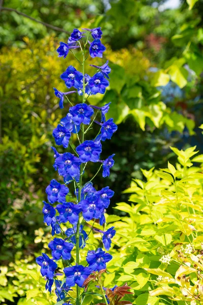 在初夏盛开的一种新鲜的蓝色菊花 — 图库照片