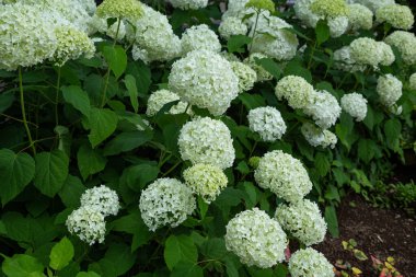 Annabelle ortanca çiçeği bahçede beyaz çiçekler açıyor..