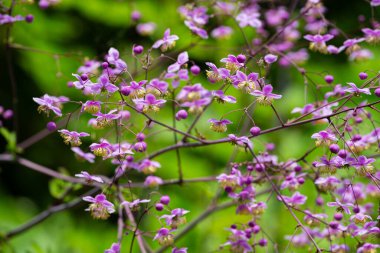 Güzel, pembe çiçekleri ve narin yaprakları olan Çin çayırı bir çiçek..