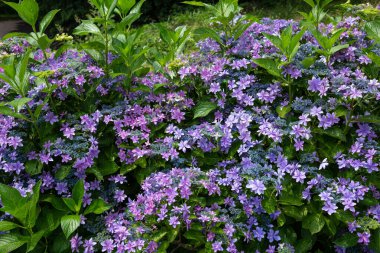 Güzel ortanca dans partisi çiçekleri yaz bahçesinde çiçek açıyor..